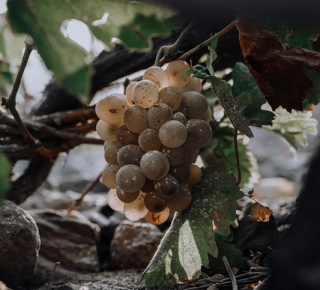 Wine Tour
