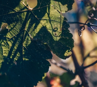 Santorini Vines