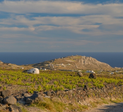 Santorini Vines