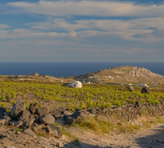 Santorini Vines