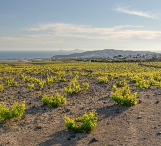 Santorini Vines