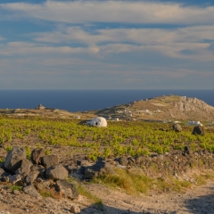Santorini Vines